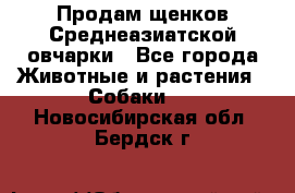 Продам щенков Среднеазиатской овчарки - Все города Животные и растения » Собаки   . Новосибирская обл.,Бердск г.